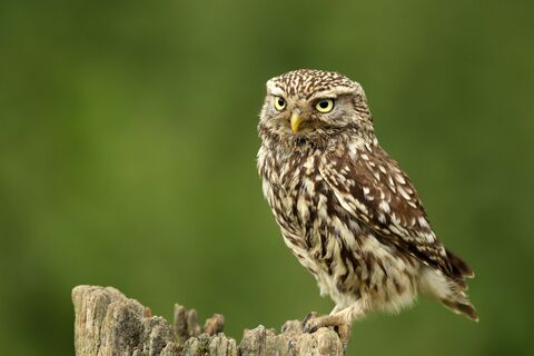 Little owl | Cumbria Wildlife Trust